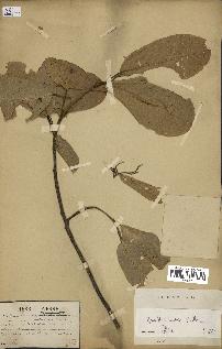 spécimen de Anisoptera costata