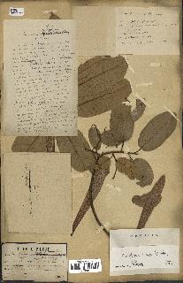 spécimen de Anisoptera costata