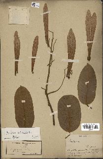spécimen de Anisoptera costata