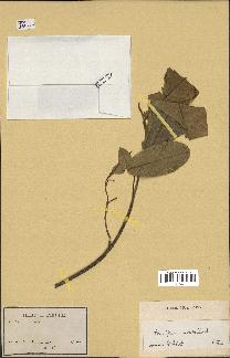 spécimen de Anisoptera costata