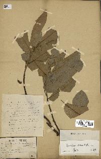 spécimen de Anisoptera costata