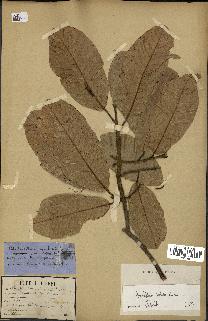 spécimen de Anisoptera costata