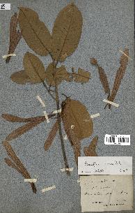 spécimen de Anisoptera costata