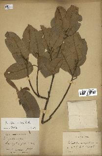 spécimen de Anisoptera costata