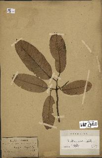 spécimen de Anisoptera costata