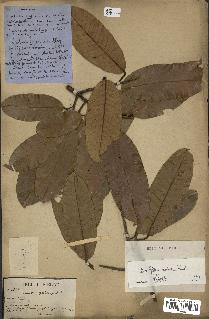 spécimen de Anisoptera costata