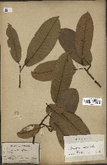 spécimen de Anisoptera costata