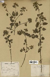 spécimen de Sida rhombifolia