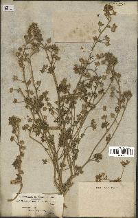 spécimen de Malva aegyptia