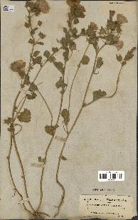 spécimen de Malva hispanica