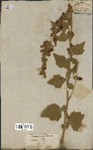 spécimen de Althaea officinalis