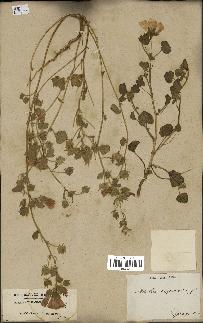 spécimen de Malva hispanica