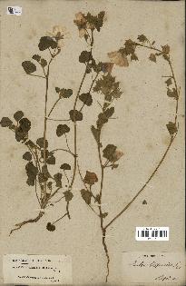 spécimen de Malva hispanica