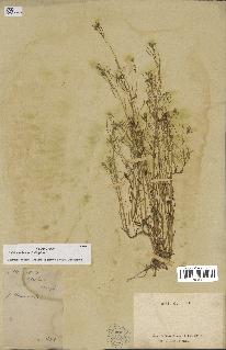 spécimen de Arabidopsis thaliana