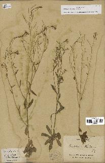 spécimen de Arabidopsis thaliana