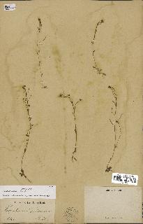 spécimen de Arabidopsis thaliana