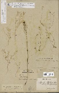 spécimen de Arabidopsis thaliana