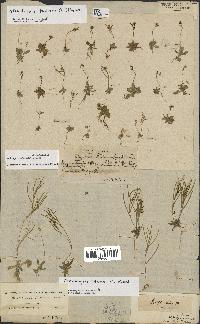 spécimen de Arabidopsis thaliana
