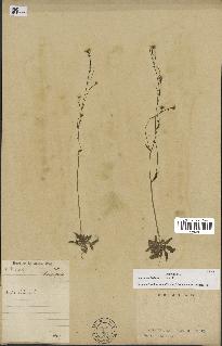 spécimen de Arabidopsis thaliana