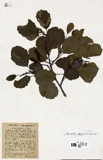 spécimen de Alnus glutinosa