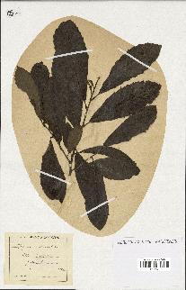 spécimen de Quercus castaneifolia