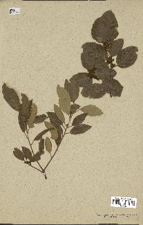 spécimen de Quercus ilex