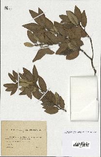 spécimen de Quercus ilex