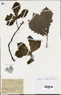 spécimen de Quercus mongolica