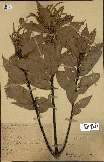 spécimen de Quercus sp.