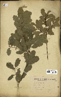 spécimen de Quercus infectoria