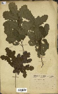 spécimen de Quercus infectoria