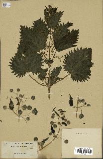 spécimen de Urtica pilulifera