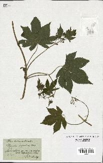 spécimen de Humulus japonicus