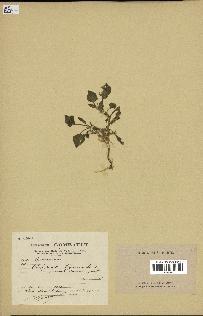 spécimen de Theligonum cynocrambe