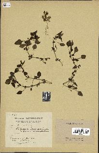 spécimen de Theligonum cynocrambe