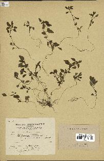 spécimen de Theligonum cynocrambe
