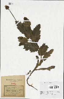 spécimen de Papaver somniferum