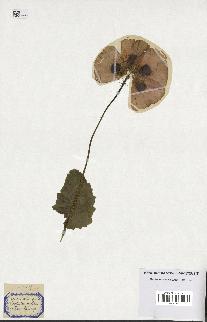 spécimen de Papaver somniferum