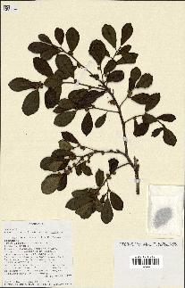 spécimen de Ficus reflexa