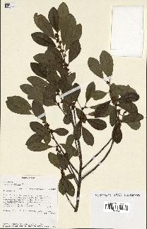 spécimen de Ficus reflexa
