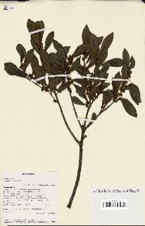 spécimen de Ficus reflexa