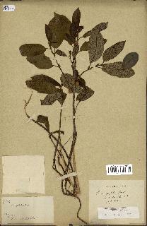 spécimen de Ficus reflexa