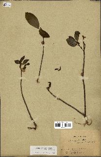 spécimen de Ficus reflexa