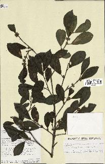 spécimen de Ficus reflexa