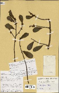 spécimen de Ficus reflexa
