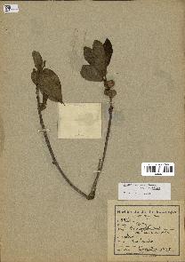 spécimen de Ficus reflexa