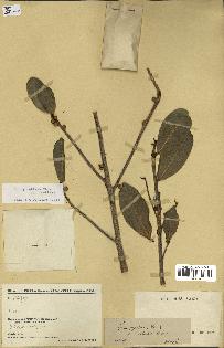 spécimen de Ficus reflexa