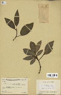 spécimen de Ficus reflexa