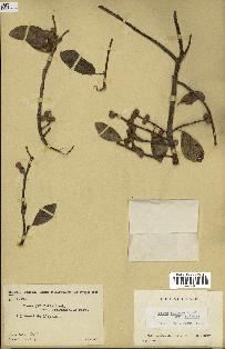 spécimen de Ficus reflexa