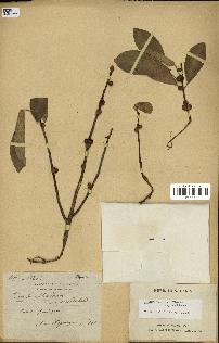 spécimen de Ficus reflexa